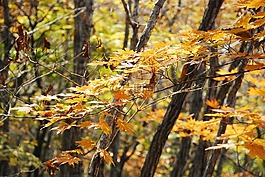 秋天的樹(shù)葉,秋季,樹(shù)葉