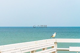 海鷗,海,天空