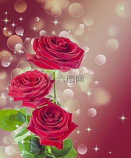 玫瑰,花,紅色