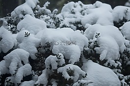 雪,冬天,分支機(jī)構(gòu)
