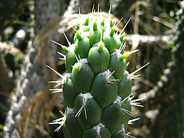 仙人掌,花园,植物