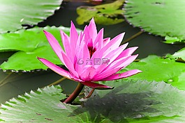 花,自然,花的