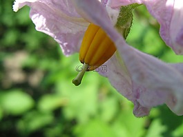 花卉,土豆,夏季