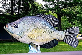 reelfoot,湖,魚