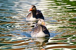 野鵝,鵝,鳥