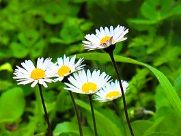 黛西,花卉,美麗