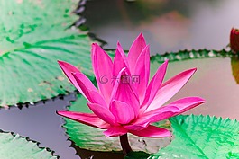 花,蓮花,植物