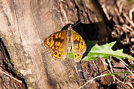 狐狸墙,lasiommata megera,蝴蝶