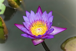 花,蓮花,植物