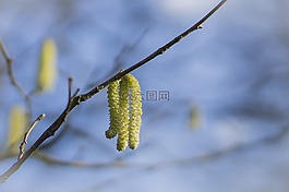 褪色柳,春天,樹(shù)