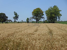 小麥,成幀器,農(nóng)業(yè)