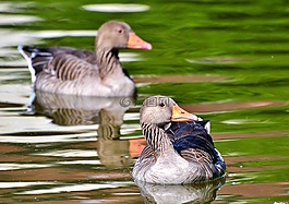 野鵝,鵝,鳥
