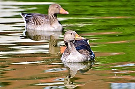 野鵝,鵝,鳥