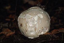 巨馬勃,calvatia 花瓣,bovist