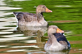 野鵝,鵝,鳥