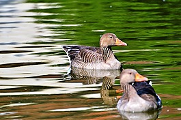 野鵝,鵝,鳥