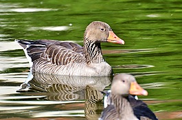 野鵝,鵝,鳥