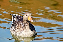 野鵝,鵝,鳥