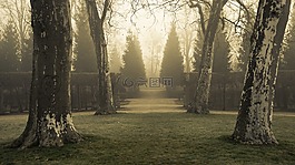 樹木,公園,霧