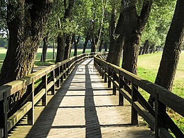 橋,網(wǎng)站,木