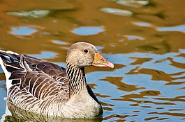 野鵝,鵝,鳥