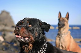 狗,犬,黑松露