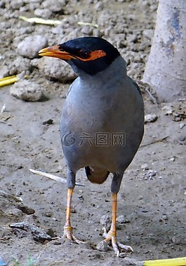 銀行八哥,入侵 ginginianus,八哥