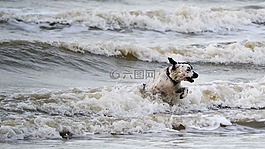 狗,波,海