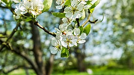 鮮花,樹,蘋果