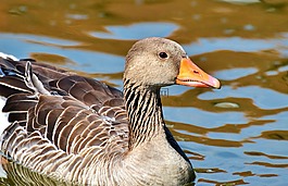 野鵝,鵝,鳥