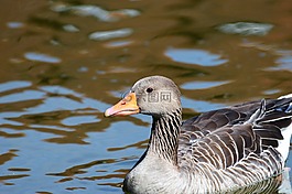 野鵝,鵝,鳥