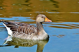 野鵝,鵝,鳥