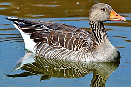 野鵝,鵝,鳥