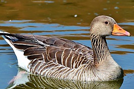 野鵝,鵝,鳥