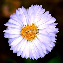 開花,白,黃色
