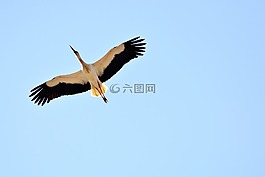 鸛,飛,生成