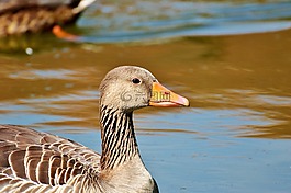 野鵝,鵝,鳥