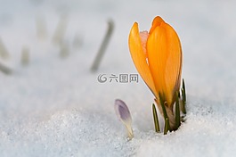 性质,雪,冬天