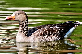 野鵝,鵝,鳥