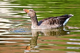 野鵝,鵝,鳥