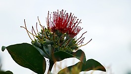 花,廠,開花