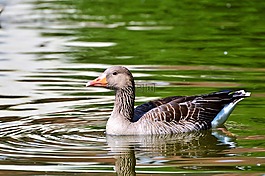 野鵝,鵝,鳥