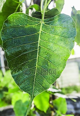 菩提葉,覺醒,醒岬