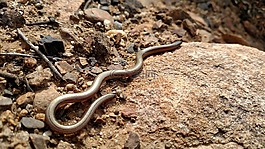 blindworm,蜥蜴,无腿