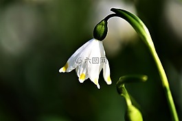 fruehlingsknotenblume,廠,白