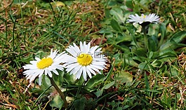 鵝花,雛菊,性質(zhì)