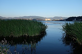 大理,湖邊,蘆葦