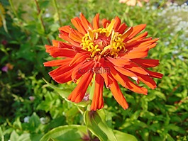 花,花園,園藝