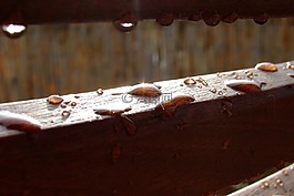雨滴,露水,木