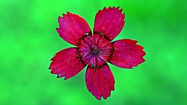 花,開花,關(guān)閉